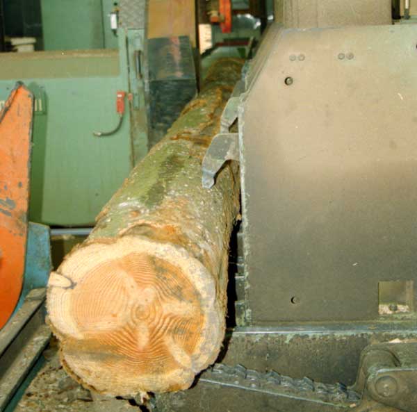 Segheria - scorticamento tronco - prodotto derivato: pacciamatura e segatura